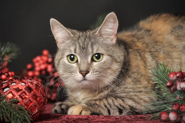 Cat and Christmas decorations — Stock Photo, Image