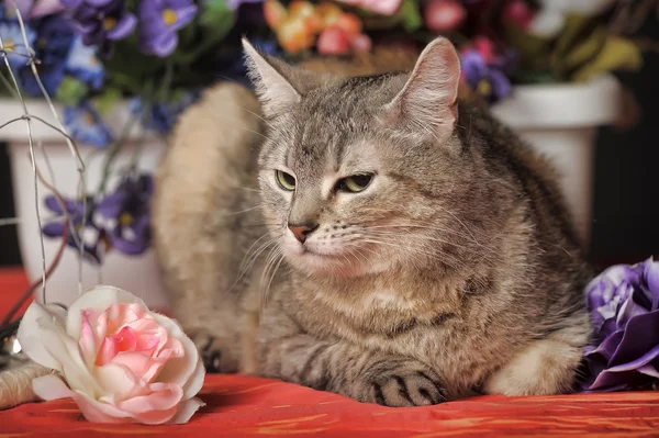 Çiçekler stüdyo arasında Cat — Stok fotoğraf