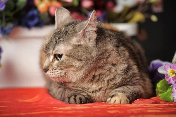 Cat among the flowers studio — Stock Photo, Image