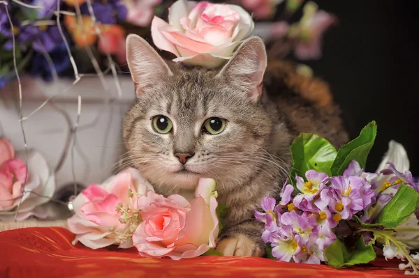 Kočka mezi květy studio — Stock fotografie