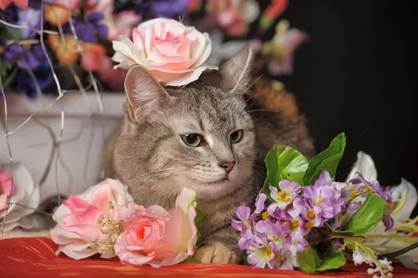 Katze im Blumenatelier — Stockfoto