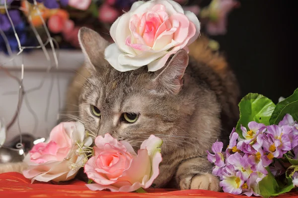 Gato entre o estúdio de flores — Fotografia de Stock