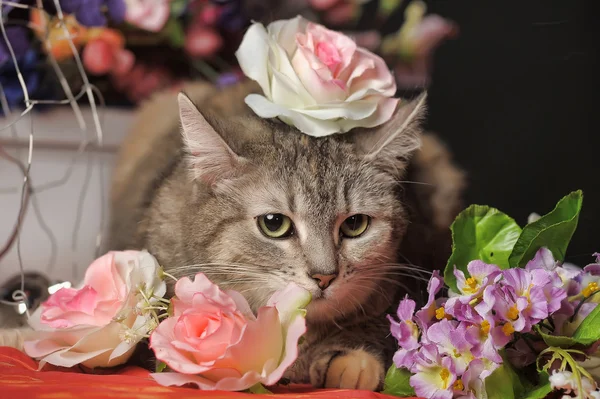 Katze unter den Blumen — Stockfoto