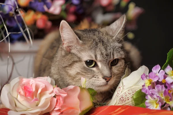 Cat among the flowers studio — Stock Photo, Image