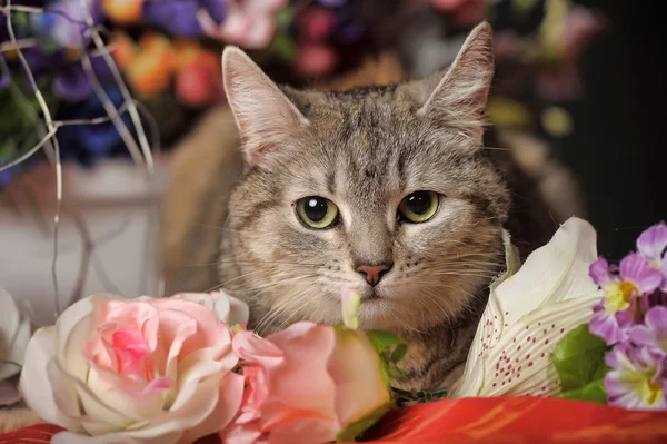 Cat among the flowers studio — Stock Photo, Image