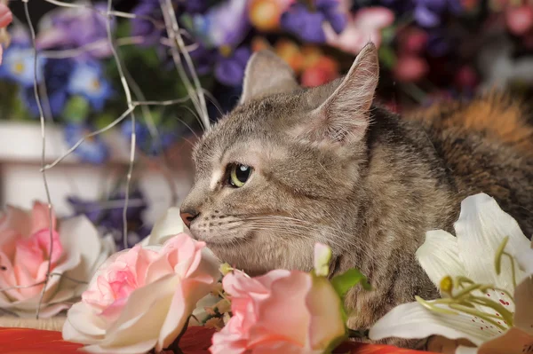 Cat among the flowers studio — Stock Photo, Image