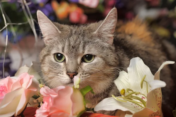 Cat among the flowers studio — Stock Photo, Image