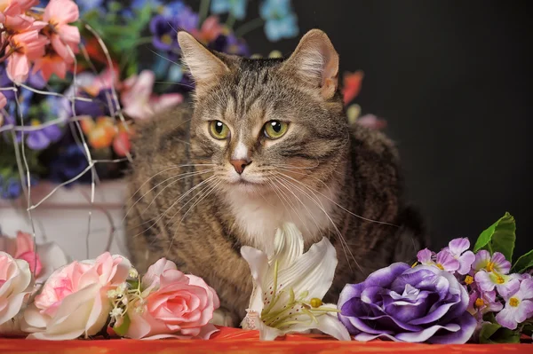 花のスタジオの中の猫 — ストック写真