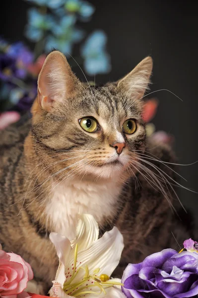 Cat among the flowers studio — Stock Photo, Image