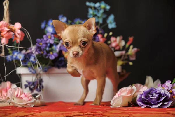 Chihuahua i kwiaty — Zdjęcie stockowe
