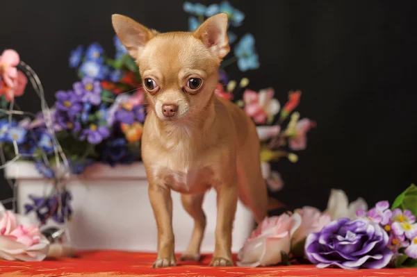 Chihuahua e fiori — Foto Stock