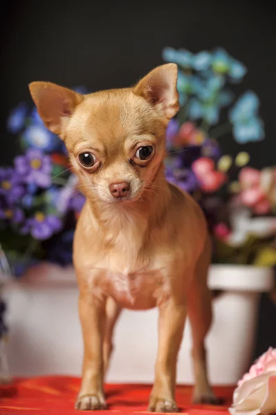 Chihuahua och blommor — Stockfoto