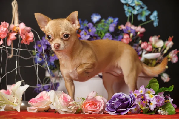 Chihuahua och blommor — Stockfoto