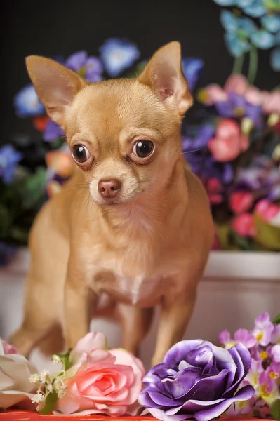 Chihuahua e flores — Fotografia de Stock