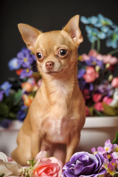Chihuahua och blommor — Stockfoto