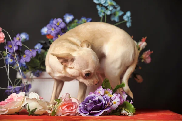 Chihuahua ve çiçekler — Stok fotoğraf