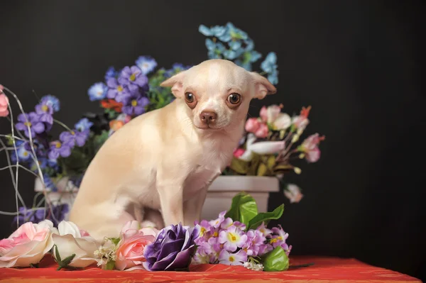 Chihuahua ve çiçekler — Stok fotoğraf
