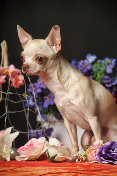 Chihuahua och blommor — Stockfoto