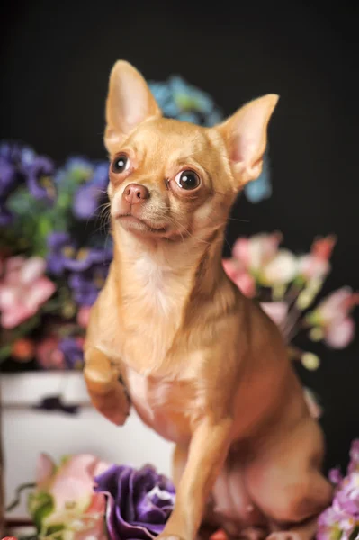Chihuahua et fleurs — Photo