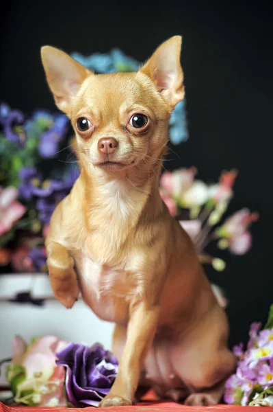 Chihuahua och blommor — Stockfoto