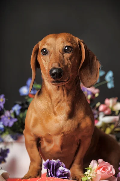 Dachshund marrón —  Fotos de Stock