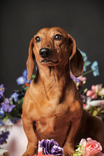 Dachshund castanho — Fotografia de Stock