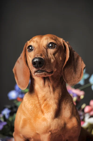 Brauner Dackel — Stockfoto