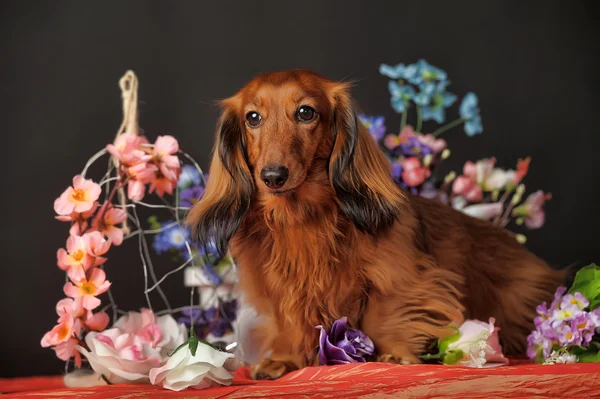 Dachshund ve çiçekler — Stok fotoğraf