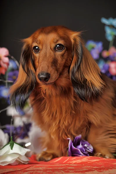 腊肠犬和鲜花 — 图库照片