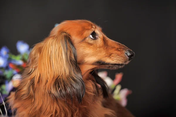 Dachsund med blomster – stockfoto