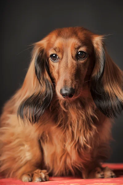 Long-haired dachshund studio — Stock Photo, Image