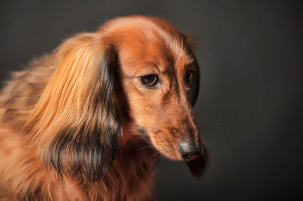 Estúdio de cabelo comprido dachshund — Fotografia de Stock