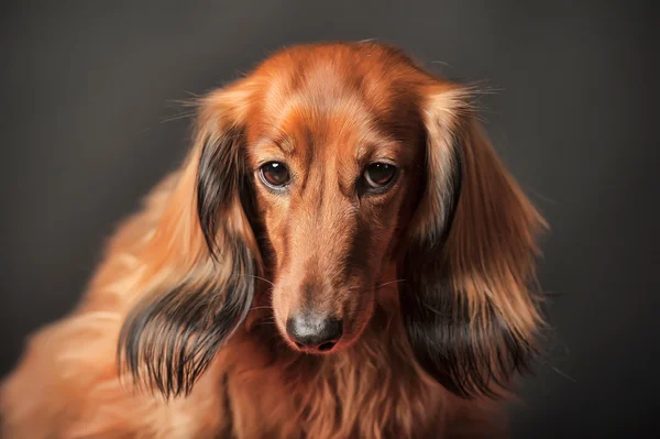 Long-haired dachshund studio — Stock Photo, Image