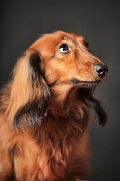 Long-haired dachshund studio — Stock Photo, Image