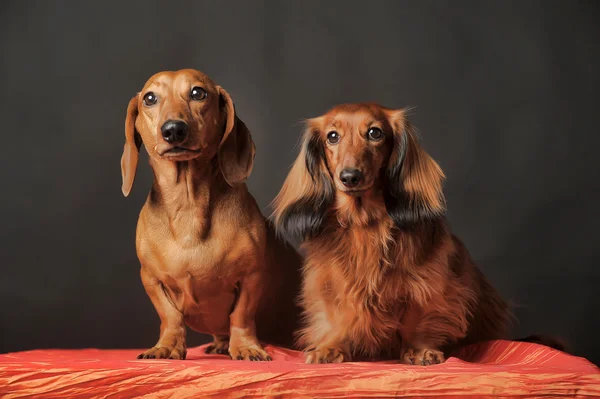 Kahverengi dachshunds — Stok fotoğraf