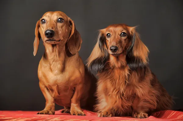 Kahverengi dachshunds — Stok fotoğraf