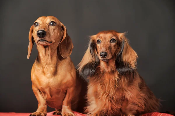 Kahverengi dachshunds — Stok fotoğraf
