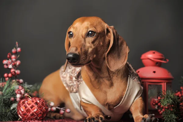 Dachshund e decorazioni natalizie — Foto Stock