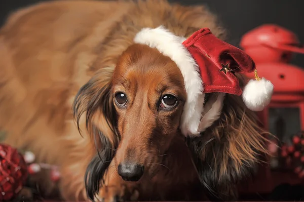 Dachshund dans le chapeau de Santa — Photo