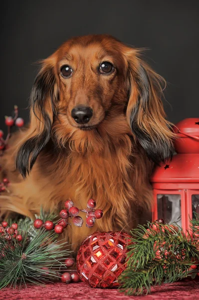 Dachshund e decorazioni natalizie — Foto Stock