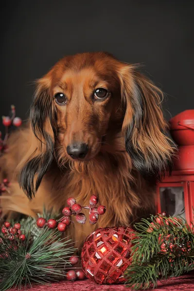 ダックスフンドおよびクリスマスの装飾 — ストック写真