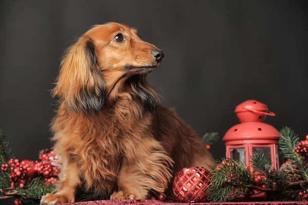 腊肠犬和圣诞装饰品 — 图库照片