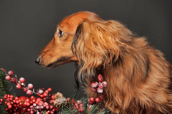 Dachshund e decorazioni natalizie — Foto Stock