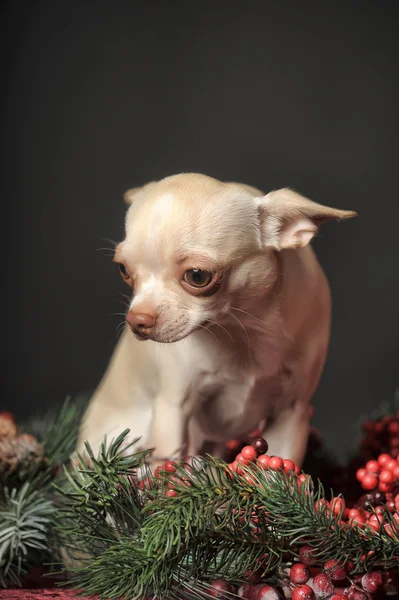 Chihuahua Natale — Foto Stock