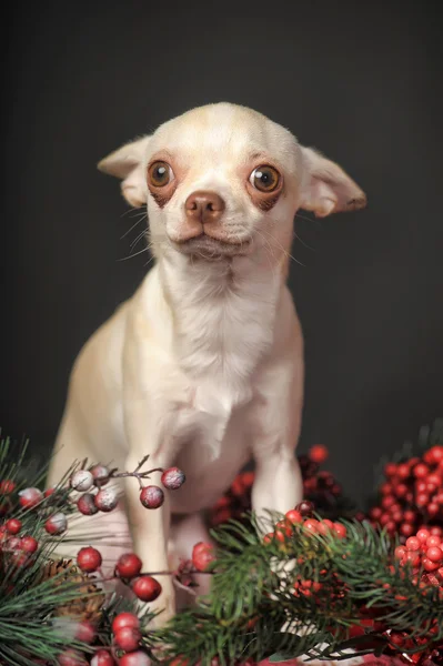 Chihuahua Noël — Photo