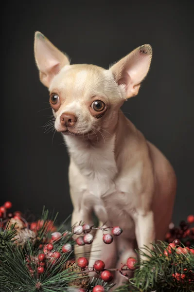 Chihuahua-Weihnachten — Stockfoto