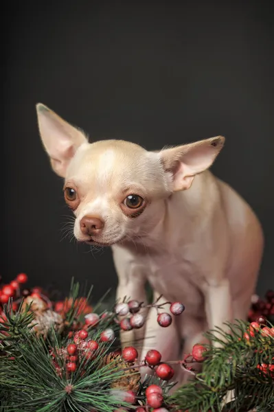 Chihuahua Kerstmis — Stockfoto