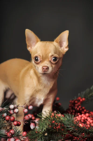 Chihuahua Natale — Foto Stock