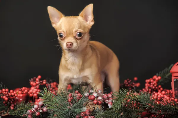 Chihuahua Noel — Stok fotoğraf