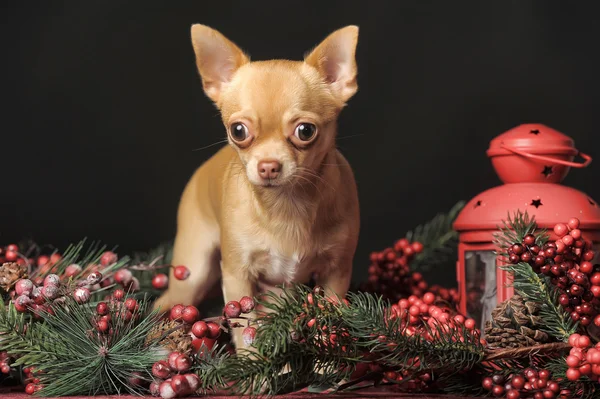 Chihuahua Noel — Stok fotoğraf